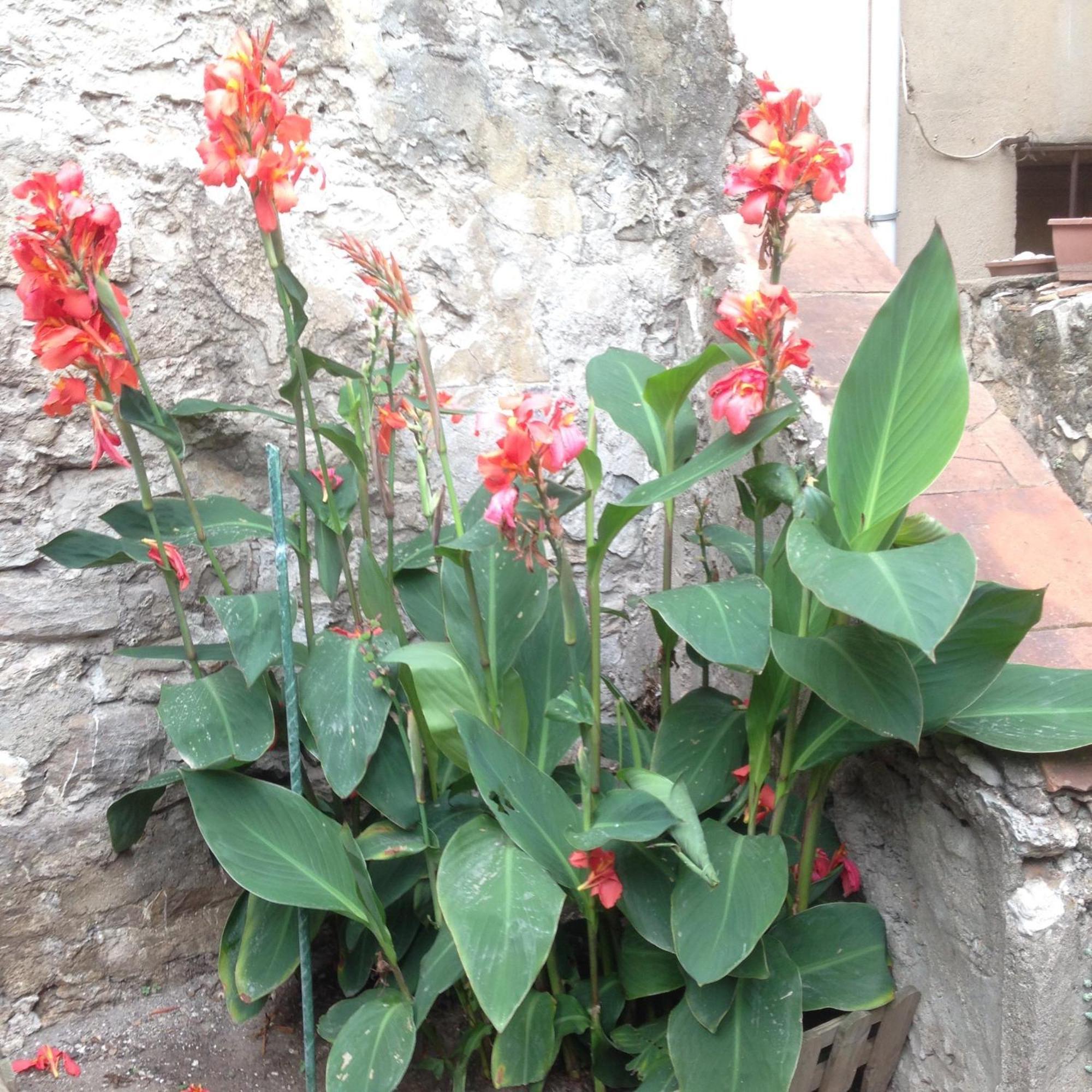 La Terrasse Du Mole Daire Sète Dış mekan fotoğraf